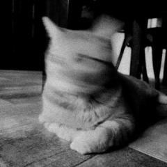 still dont understand u