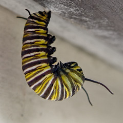 Monarch - by Cosmic Address