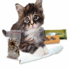 LIL KITTY!!!!!!!
