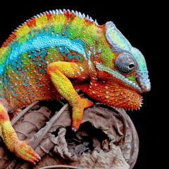 Chameleon