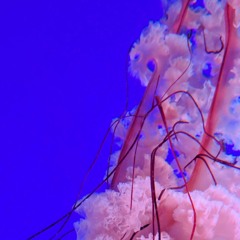 Too Little Too Late (Jojo Remix)