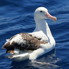 ワタリドリ(AGDR Bootleg)