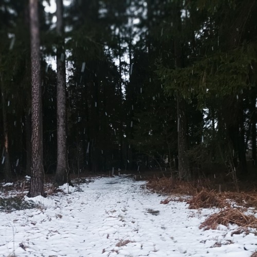 Out In The Woods