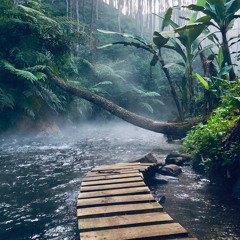 Deep into the Amazon Rainforest - techno/house mix