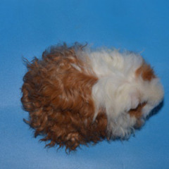 sstepteam study 001 22.11.2025