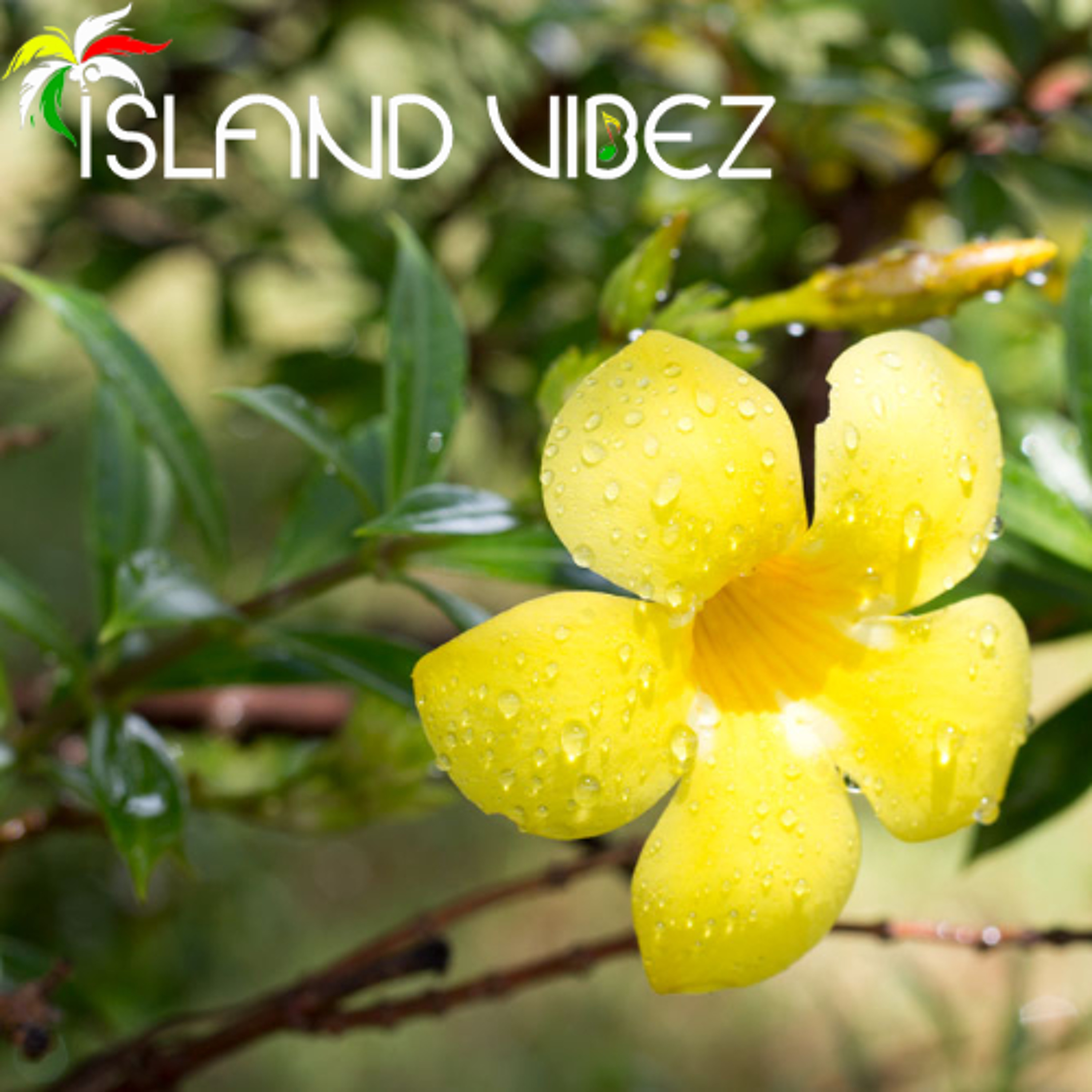 Island Vibez June 13 - 14, 2026 episode artwork