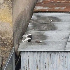 뒹구르 ..