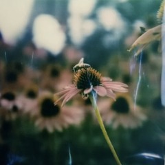 bee<3 (prod. tylo)