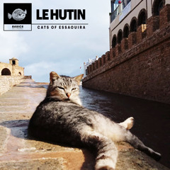 Cats Of Essaouira
