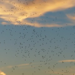 The Dance Of The Mosquitoes