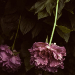 // meditation mix . and more - 06. Dezember 2025 - planetstiefel