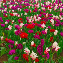 rap collective ft. LWMC