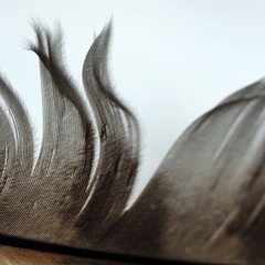 Feather Touch