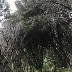 Timezone Prod Sp00 DJH Shinju