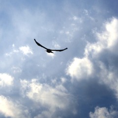 flying blues