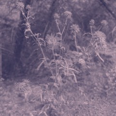 SOMATIC VOL 1