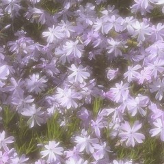 khong con gi nua #demo1 (0mix,mas)