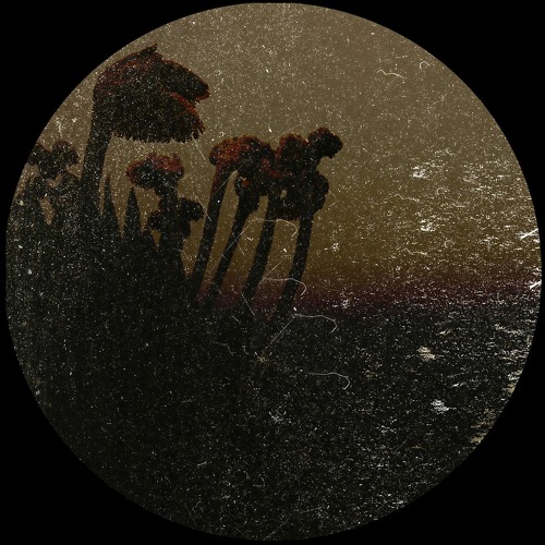 Non Punire - Tabula Rasa