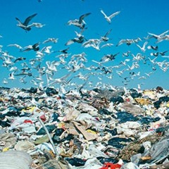 Sqrtutu (fractal hell)