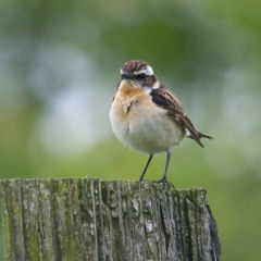 Whinchat singing from a clearcut