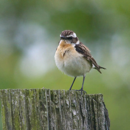 Whinchat singing from a clearcut