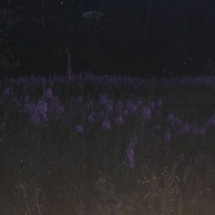 lilac 7