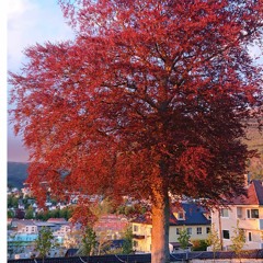 Goldman Sax – Hi-Fi Lowdown