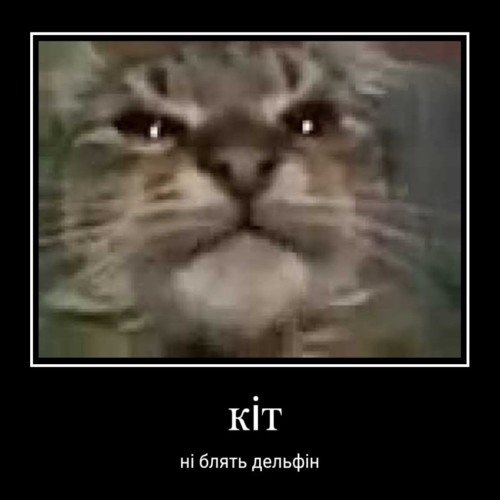 Ти кота