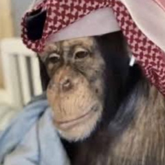 محمود الليثي - عم المجال كله🤣🤣