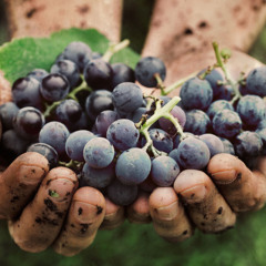 The Parable of the Workers in the Vineyard