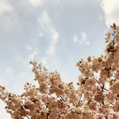 벚꽃 낭만 (Romantic Days)