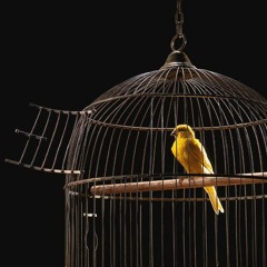 Maximilian von spee-Dirt Poor Robins