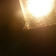 ich hab gedacht du bist mein bro