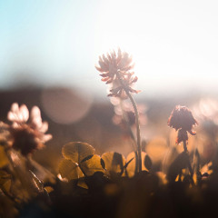 Morning Light (F#m Flute)