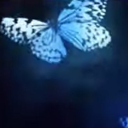 butterflies