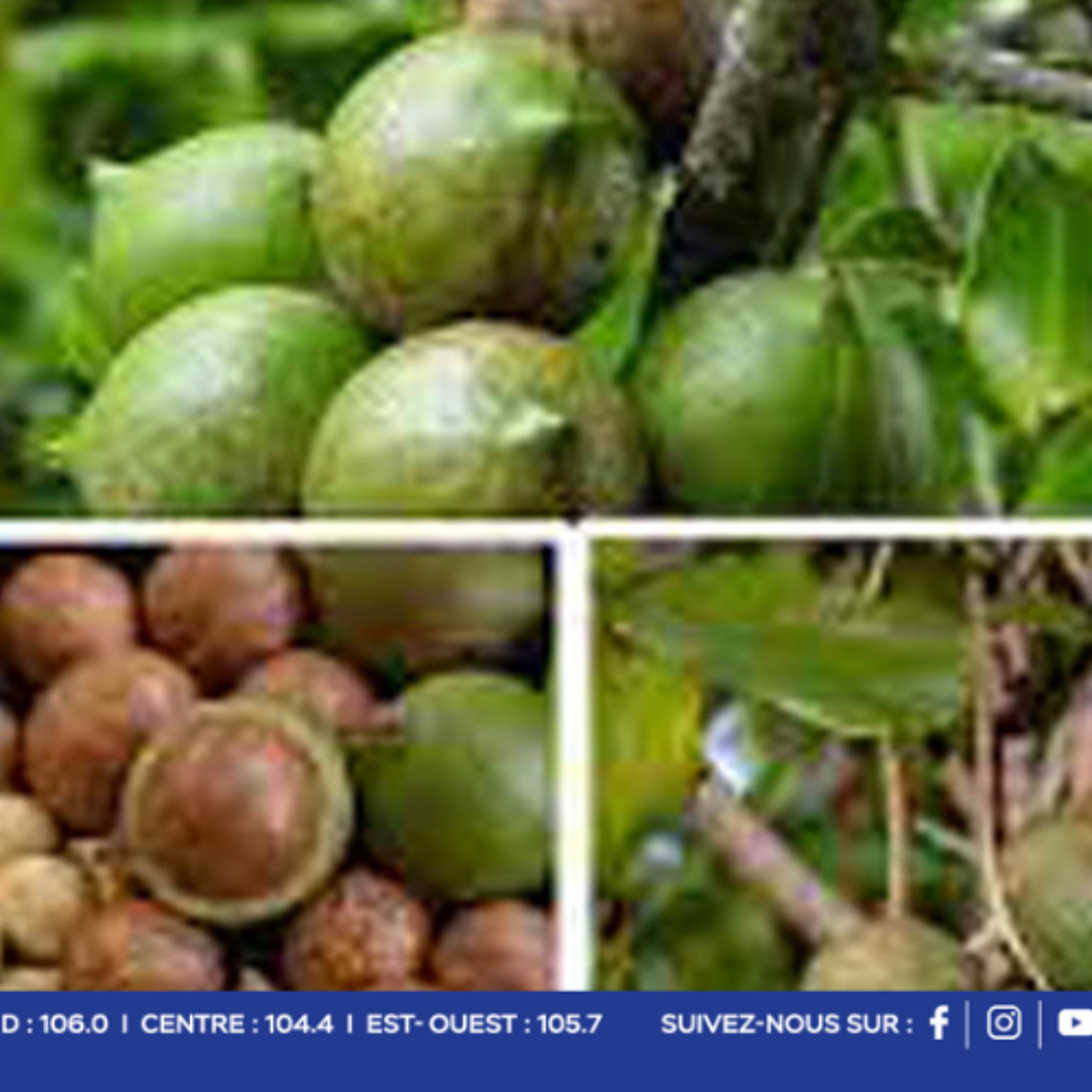 Diversification de l’agriculture : la noix de macadamia commence à se faire une place dans notre paysage agricole