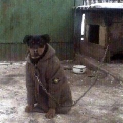 ГУФ Дома
