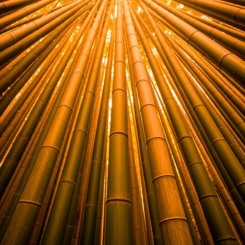 O Florescer Do Bambu Japonês  Um Mistério Com Consequências