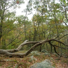 Devil's Den (Draft 2)