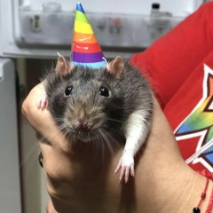 Birthday Rats (Justine)