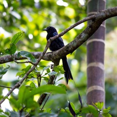 Sunrise in the Wild: Wayanad’s Morning Soundscape