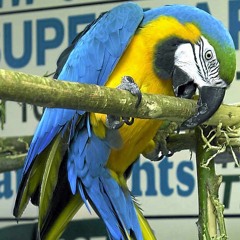 Don’t call me on the phone improv.m4a