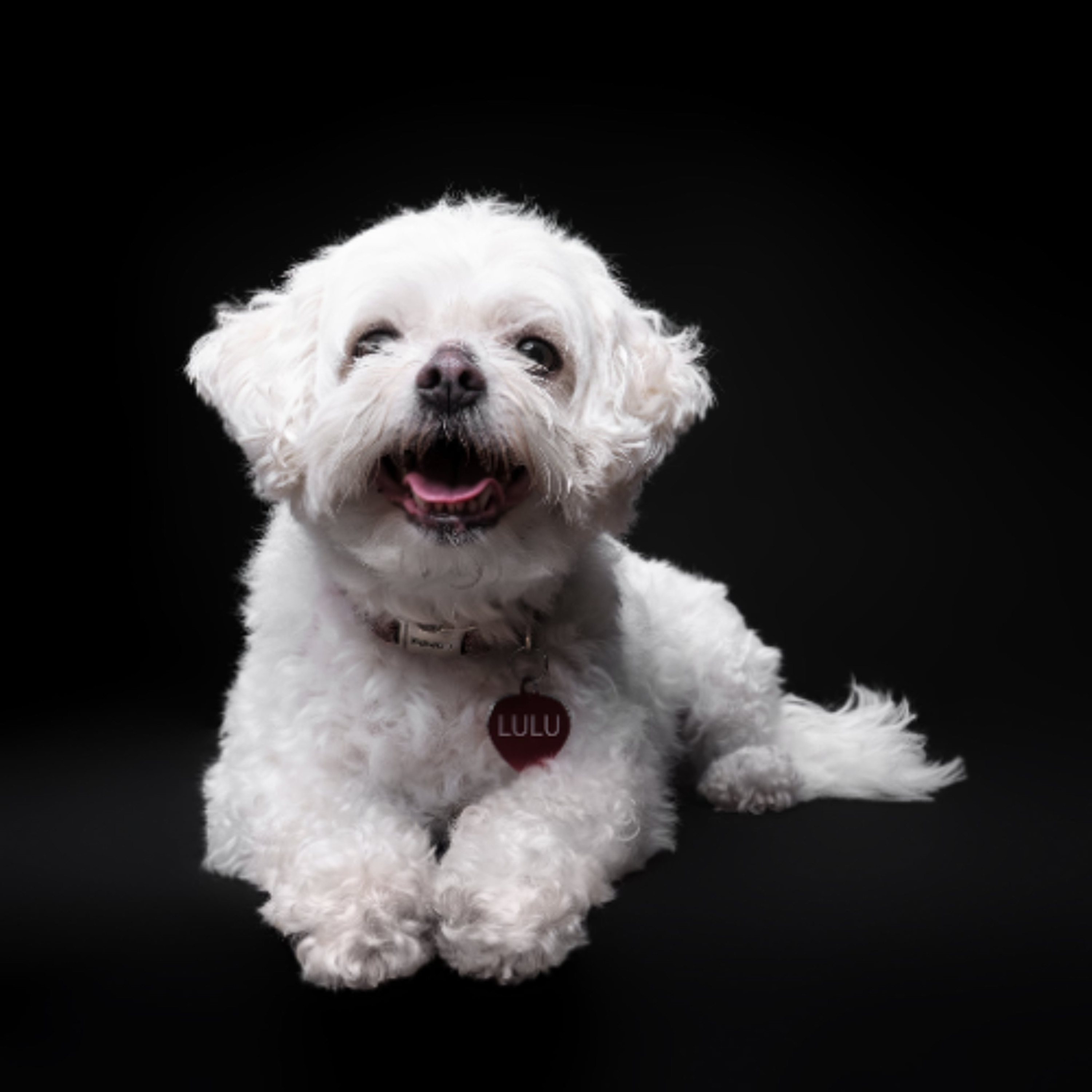 Pampered Pets (4/7/26)