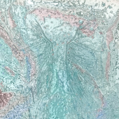 insect