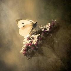 Wandering /@1oxide_@10ka