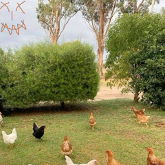 Protein- produced by Badmann and 673dc