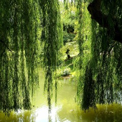 Willow Tree (ft. Rosendale) (DAYCORE)