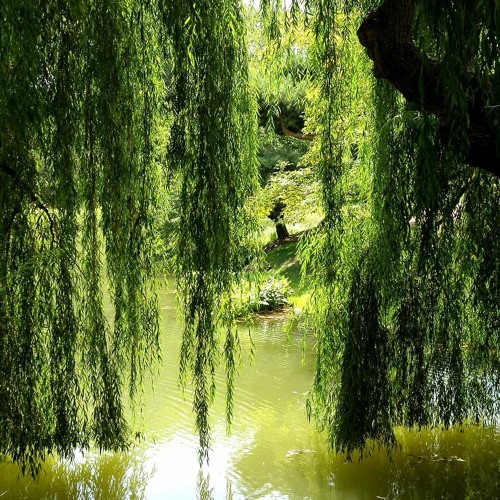 Willow Tree (ft. Rosendale) (DAYCORE)