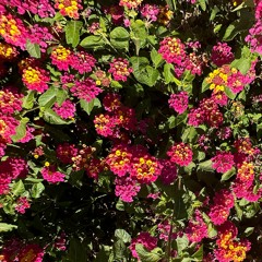 Harmony in Nature: Downtempo Mix [Anjunadeep, Melody of The Soul, Amulanga, Bayati Records]