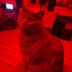 King Louie Is My Cat